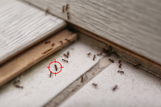 Best Affordable Pest Control Services  in Mullins, SC