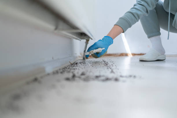 Trusted Mullins, SC Pest Control Experts